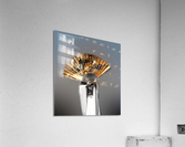 Fan dancer  Acrylic Print