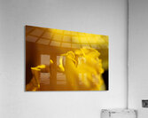 Yellow colour daffodil  Acrylic Print