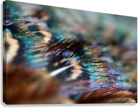 Feathers  Canvas Print