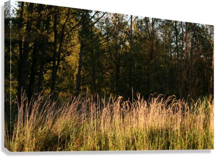 Grasses in evening light  Canvas Print