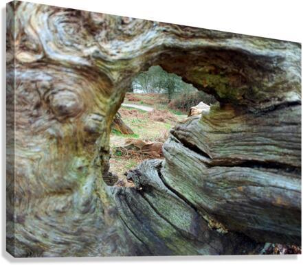 Looking through wood  Canvas Print