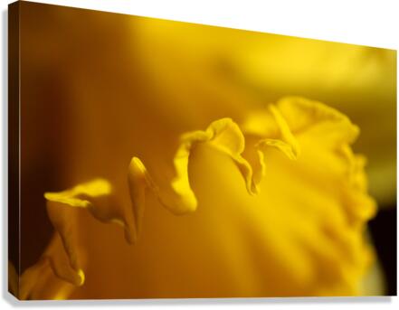 Yellow colour daffodil  Canvas Print
