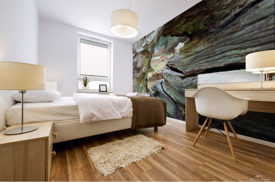 Looking through wood  Mural print