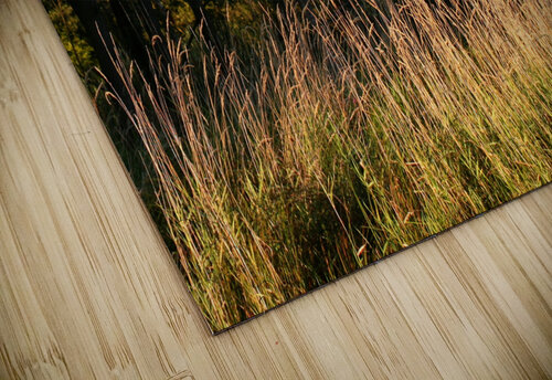 Grasses in evening light  Beverly Lloyd roberts puzzle