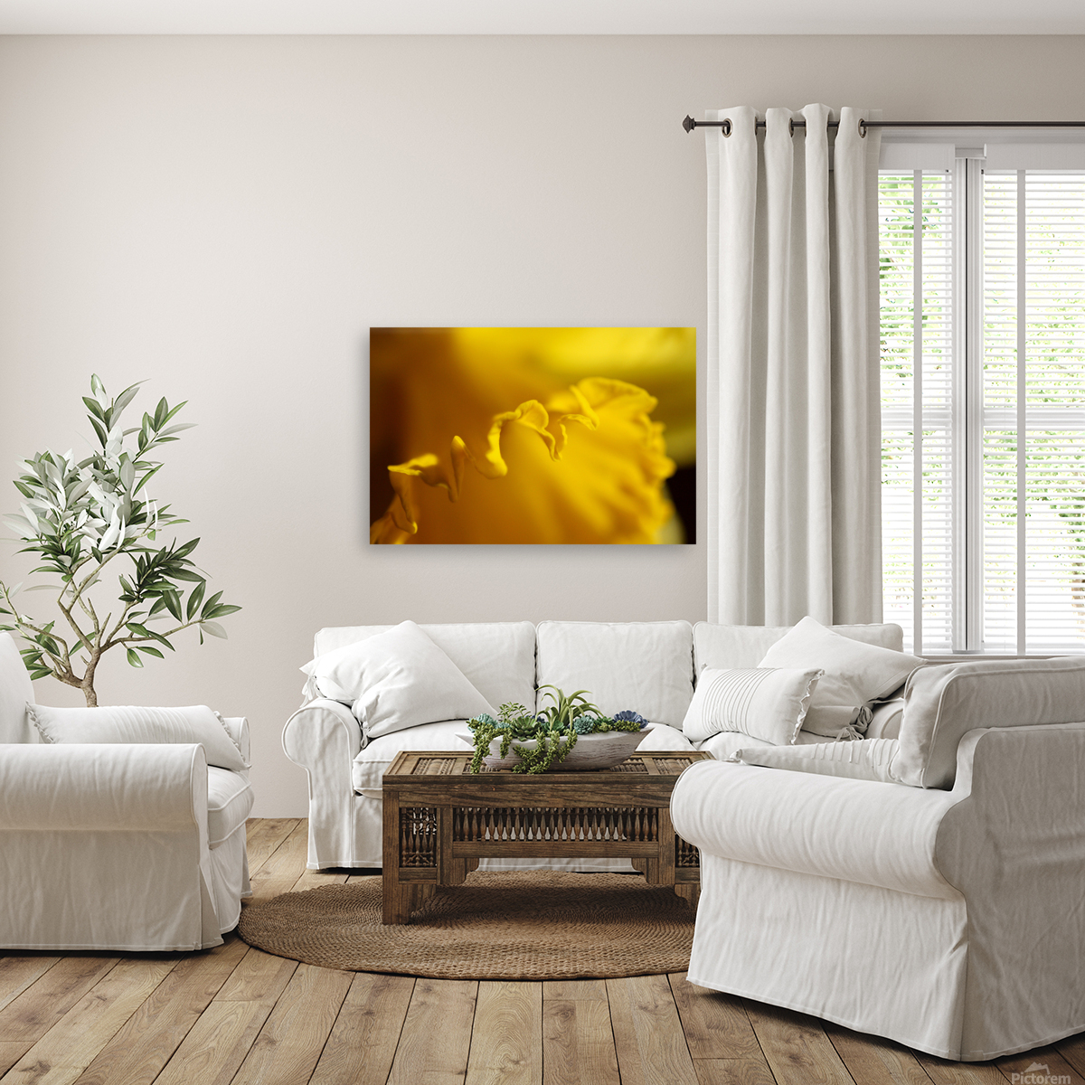 Yellow colour daffodil  Reproduction