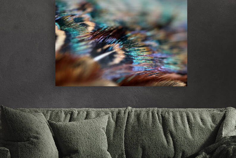 Feathers  Reproduction