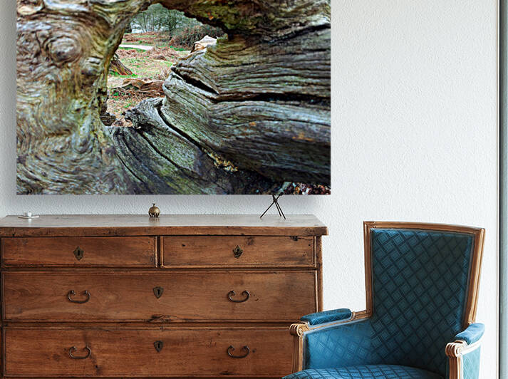 Looking through wood  Reproduction