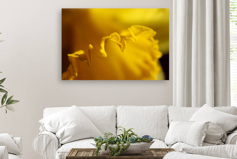 Yellow colour daffodil  Reproduction