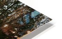 Grasses in evening light  HD Metal print