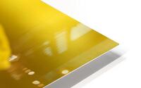Yellow colour daffodil  HD Metal print