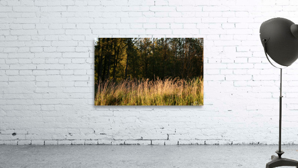 Grasses in evening light  Wall Preview