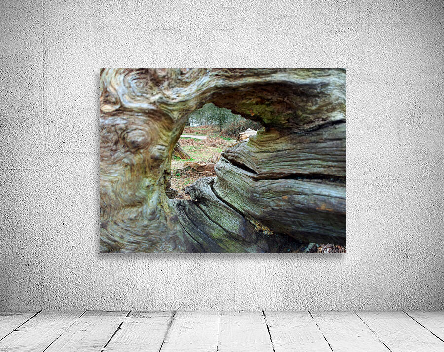 Looking through wood  Wall Preview