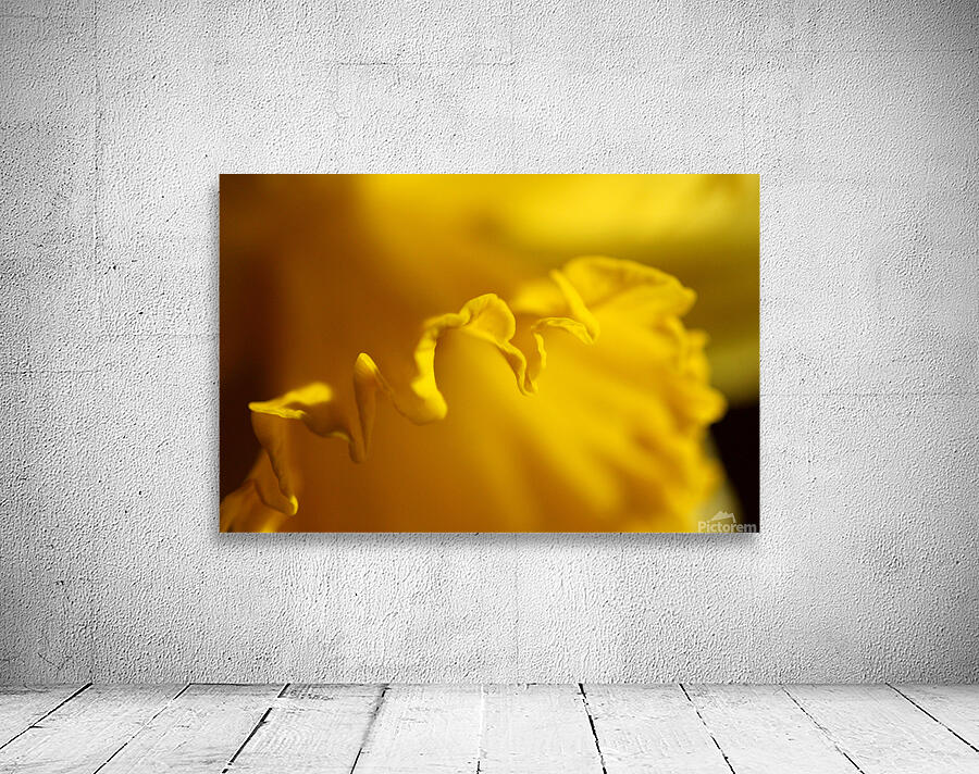 Yellow colour daffodil  Wall Preview
