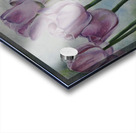  Tulips Acrylic print