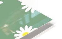 Chamomile HD Metal print