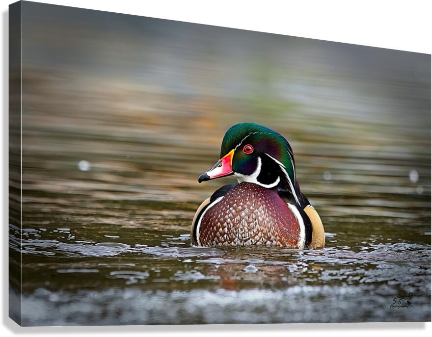 Wood Duck pond