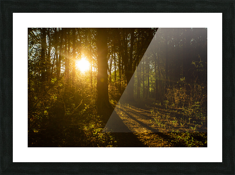Nature Photography - Golden Path - Towne Park MO Picture Frame print