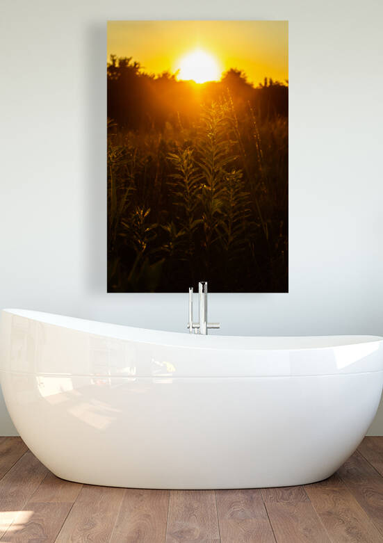 Nature Photography - A Crown - Indian Camp Creek Wentzville by Steve Alejandro