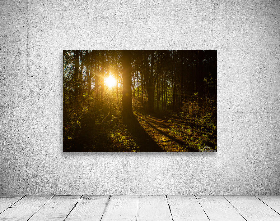 Nature Photography - Golden Path - Towne Park MO Wall Preview