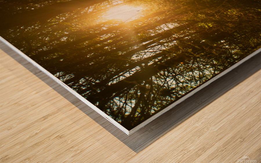 Nature Photography - Golden Path - Towne Park MO Wood print