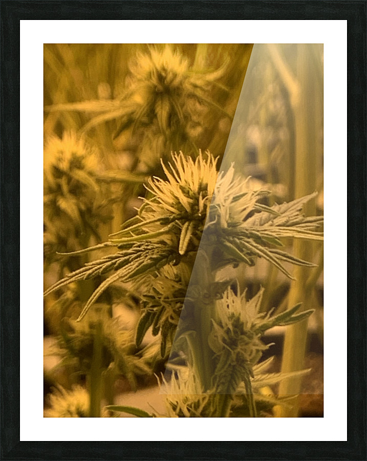 Sfv Picture Frame print