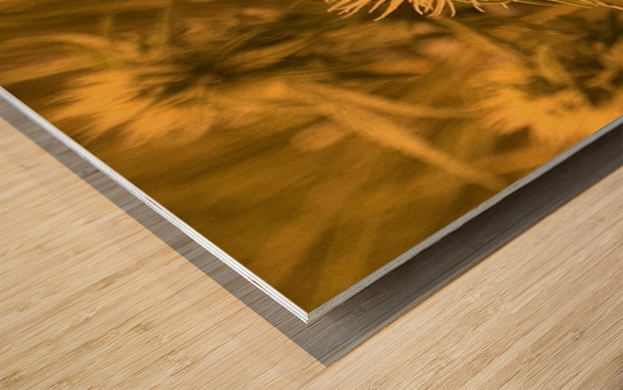 Sfv Wood print