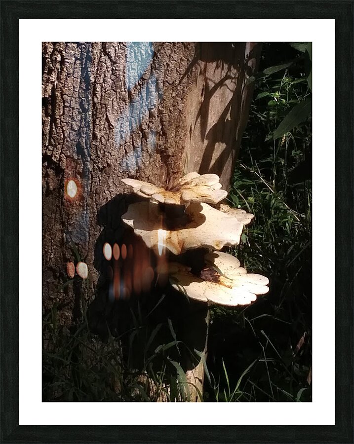 MUSHROOMS ON TREE Picture Frame print
