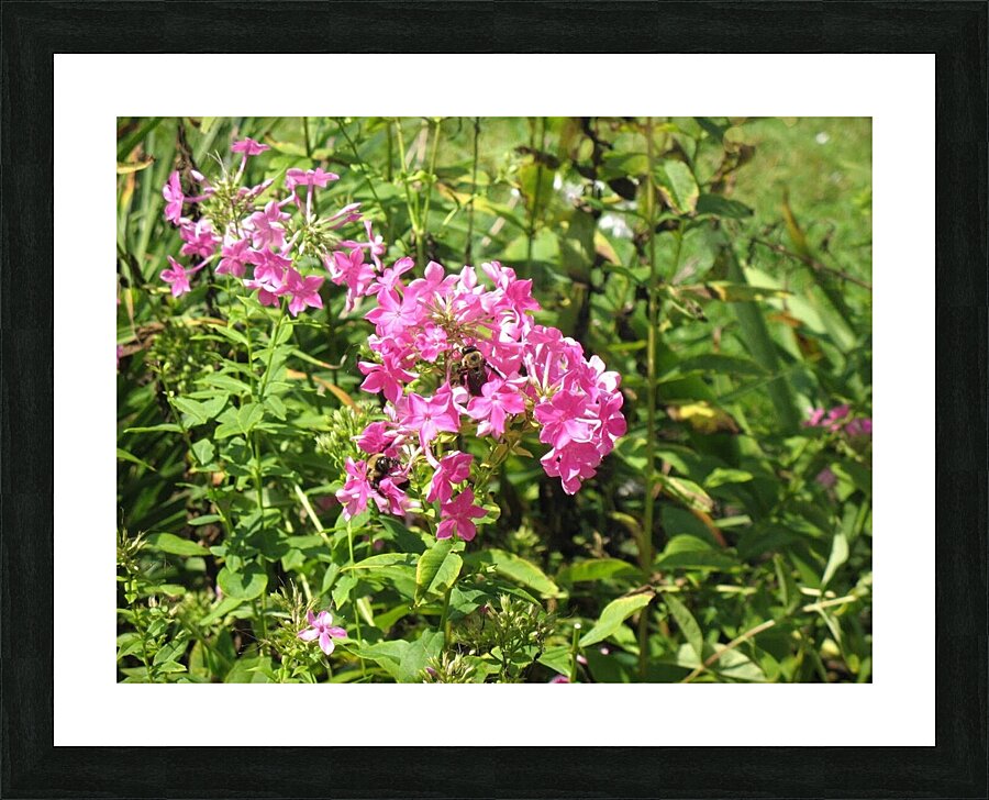 PURPLE FLOWER 2 Picture Frame print