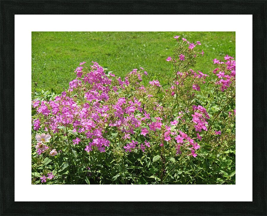 PURPLE FLOWER Picture Frame print