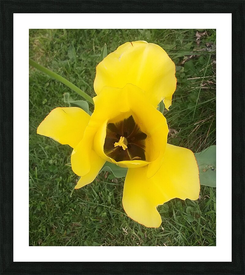 YELLOW FLOWER Picture Frame print