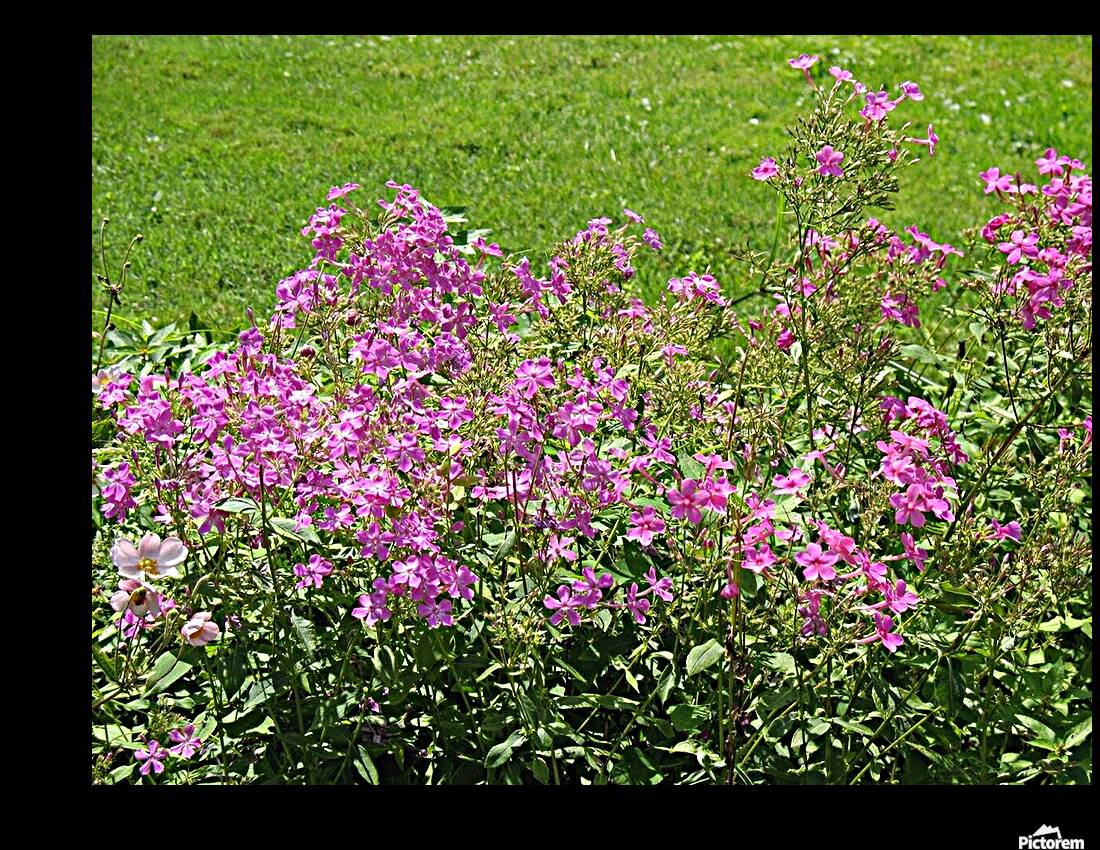 PURPLE FLOWER Reproduction