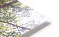 TALL TREE HD Metal print