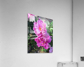 penoy.v2 Acrylic Print