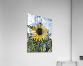 Midtown Sun. Acrylic Print