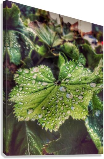 Bayview Water Drops Canvas Print