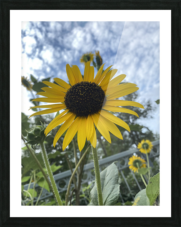 Midtown Sun. Picture Frame print