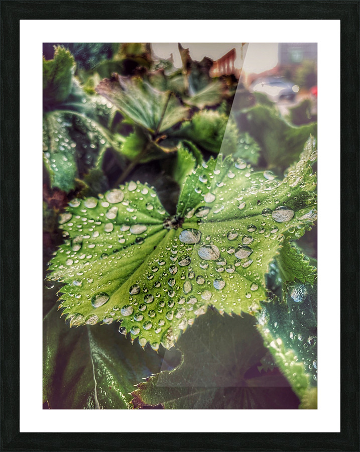 Bayview Water Drops Picture Frame print
