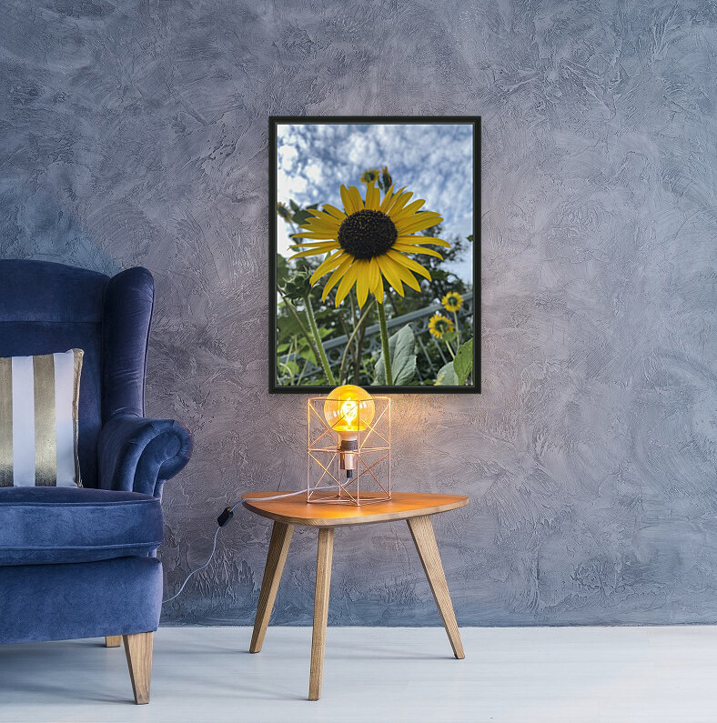 Midtown Sun. Reproduction