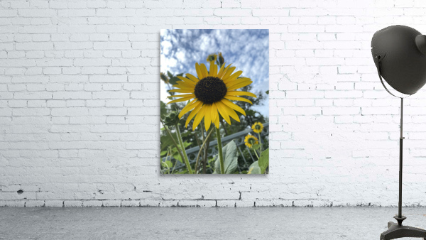 Midtown Sun. Wall Preview