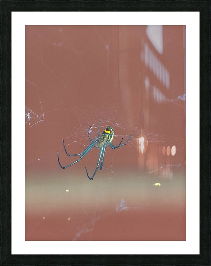 Orchard Orbweaver 2 Picture Frame print
