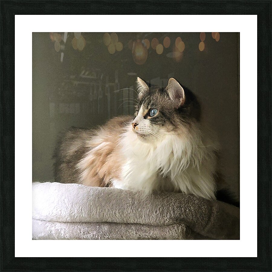 Afina perched Picture Frame print