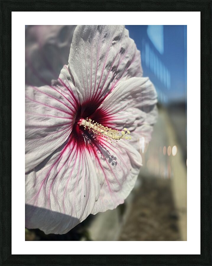 Close hibiscus  Picture Frame print