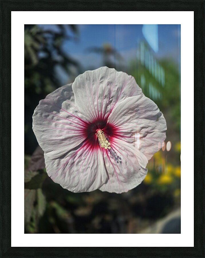 Front hibiscus  Picture Frame print