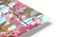 Blossoms and bridge HD Metal print