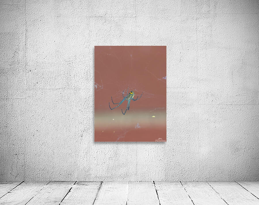 Orchard Orbweaver 2 Wall Preview