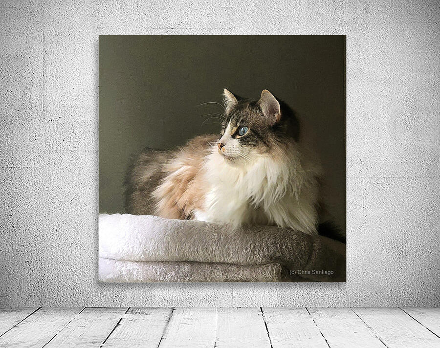 Afina perched Wall Preview