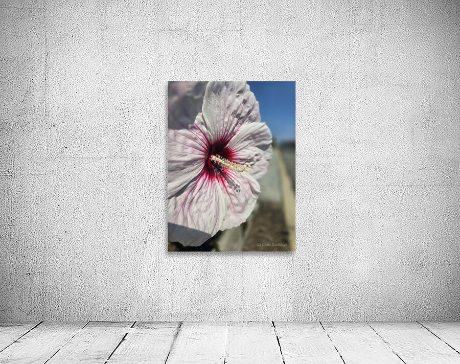Close hibiscus  Wall Preview