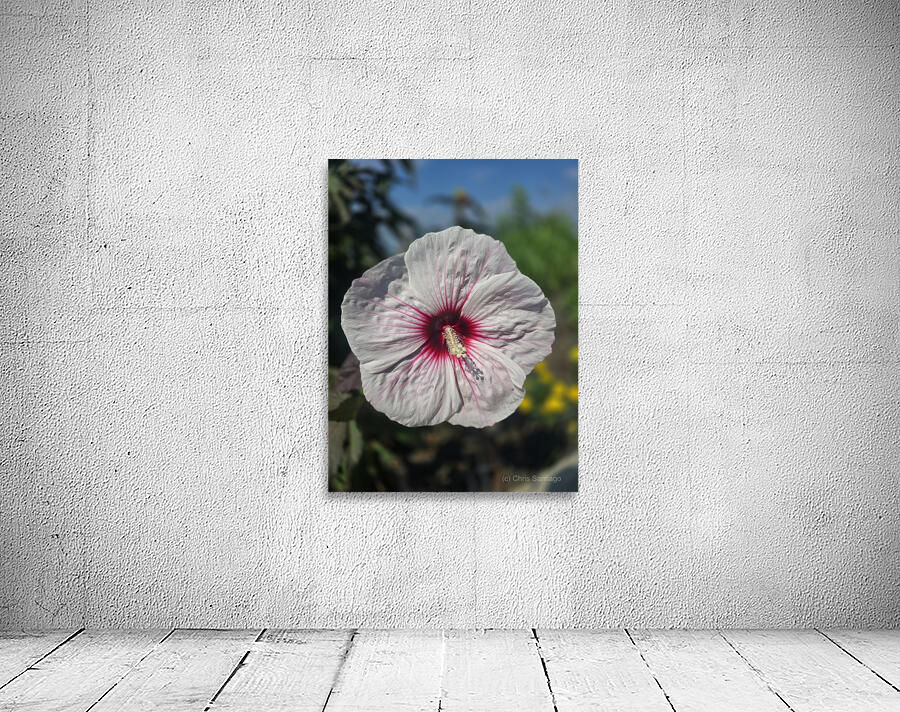 Front hibiscus  Wall Preview