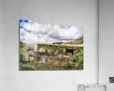 Cow Lick Acrylic Print