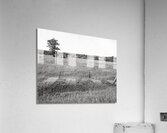 Shade Tree Acrylic Print